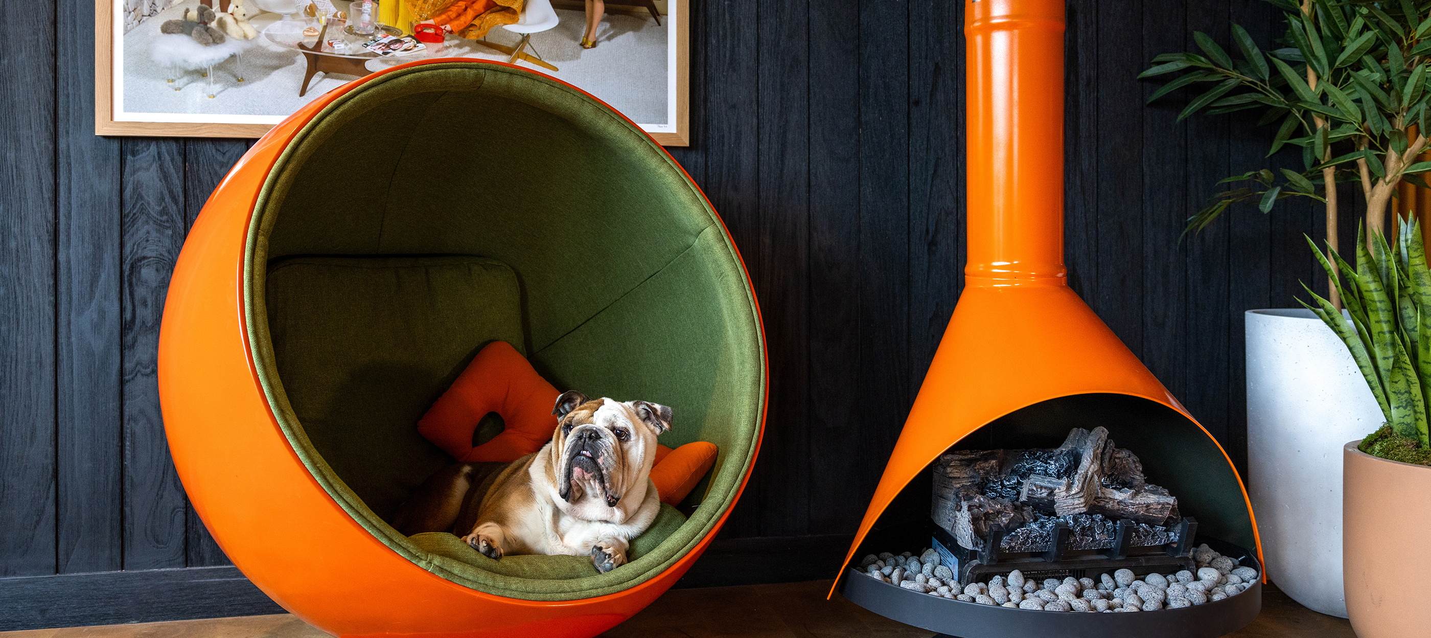 A dog sitting in a chair