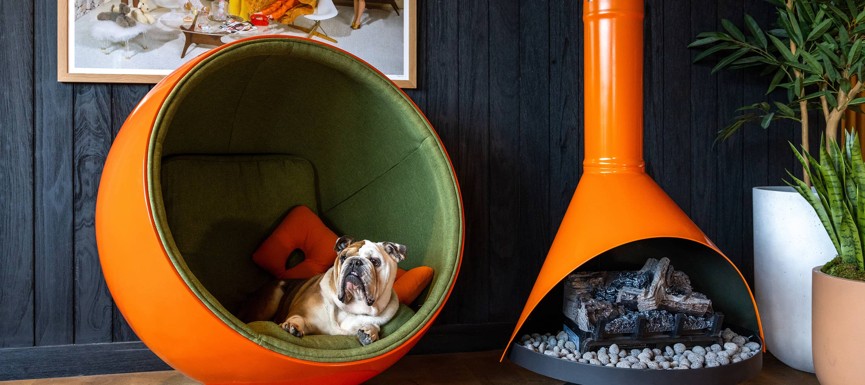 A dog sitting in a chair